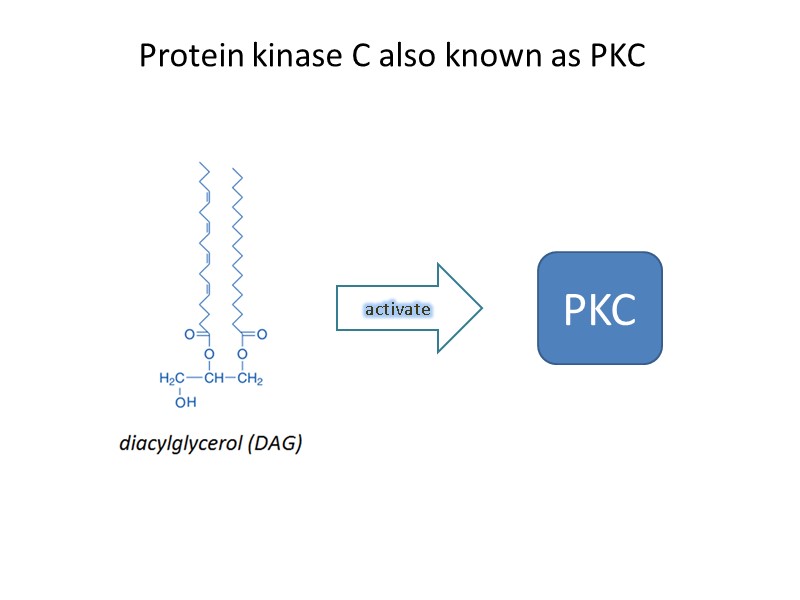 Protein kinase C also known as PKC  activate PKC